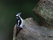 Great spotted woodpecker
